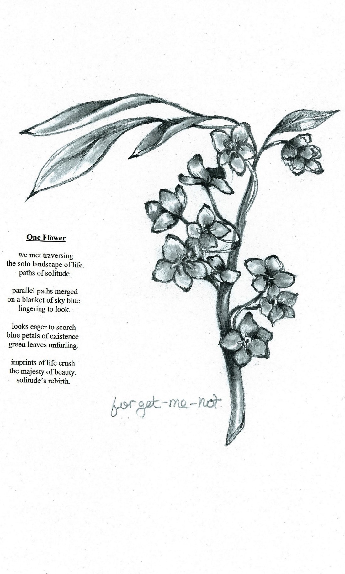 Forget me not - one flower